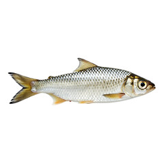 Freshwater Fish On Transparent Background