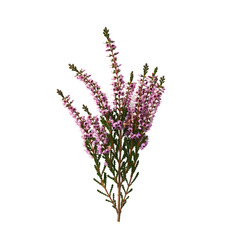 Realistic Heather Flower Bouquet Transparent Background
