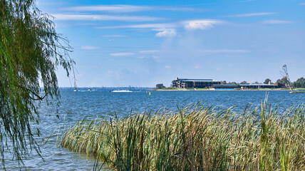 Lakeside view with tall reeds and modern buildings in the distance
