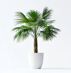 Obraz premium potted palm tree in a white pot, front view, against a white background