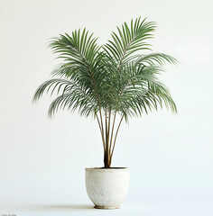 Obraz premium potted palm tree in a white pot, front view, against a white background