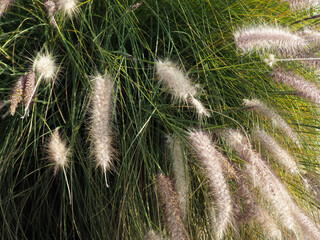 dandelion in the grass