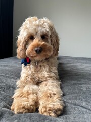 Chilling cockapoo dog