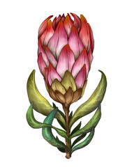 Flower Collection Illustration with Transparent Background. Colorful Spring Floral Set.