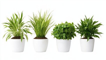 Four Vibrant Houseplants in Pots