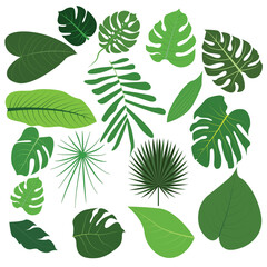 Set of tropical leaves and palm fronds leaf vector illustration.