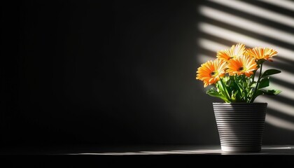 Bright yellow flowers in a pot, beautifully lit by soft sunlight against a dark background.