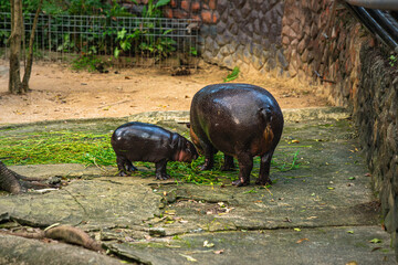 Hippos mouth. Although they may appear solitary when feeding, hippos are actually highly social animals. During the hippopotamus' feeding activity, its mouth is opening up to get food into its body