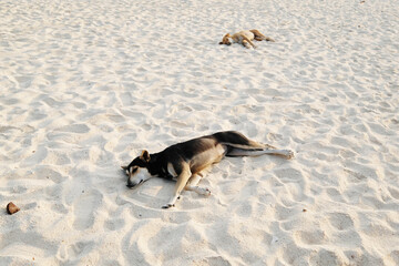 Happy dog at the sea beach. beautiful white sand beach with soft ocean wave in summer time. Andaman sea Koh Lipe , Satun province, Thailand