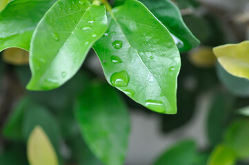 Fototapeta premium ficus pumila or climbing fig or MORACEAE and rain droplet
