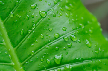 Alocasia, Alocasia macrorrhizos or Alocasia plant pr leaf background and rain droplet