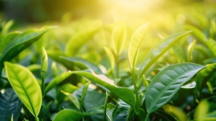 Green Tea Plantation in Sunlight
