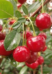 photo of some cherries on a tree. with water marks adding freshness and beauty.