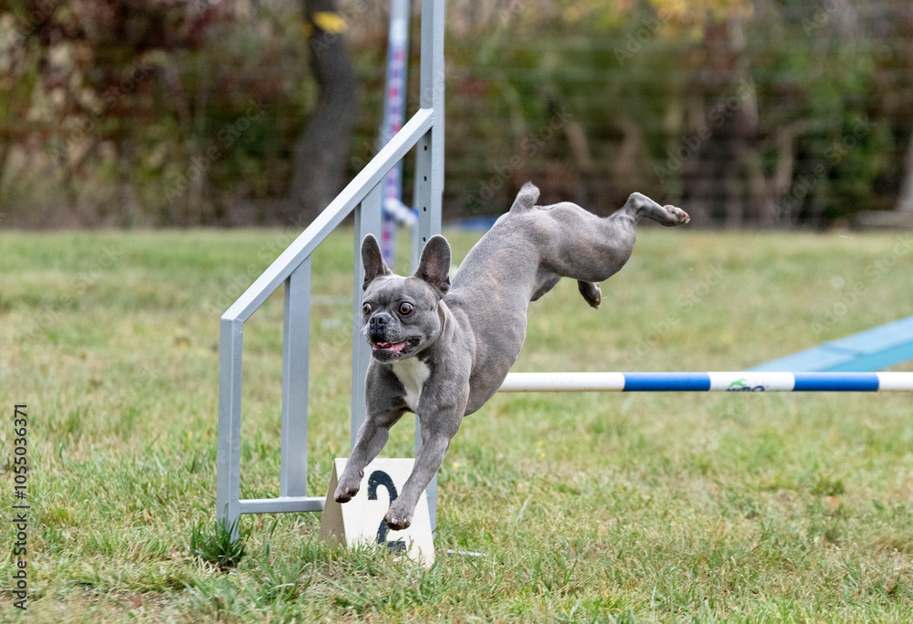 Poster dog and agility