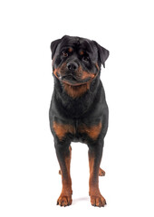 rottweiler in studio