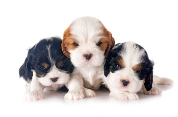 puppies cavalier king charles