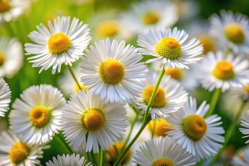 White flowers of daisy fleabane blooming in spring, asymmetrical
