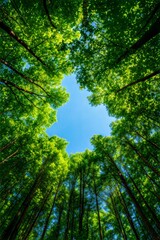 Fototapeta premium Lush green tree canopy against a clear blue sky, nature's tranquility, vibrant foliage.