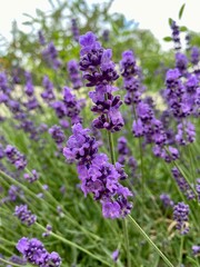 Beautiful English Lavender, White Rose Swani and Clematis Polish Spirit and Hegley in the Garden.