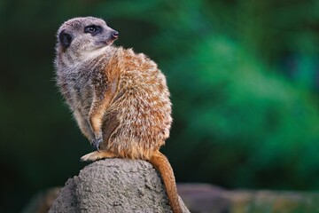 Fototapeta premium Meerkat on a rock with green background.