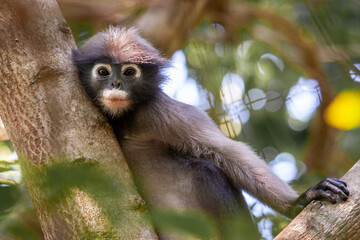 Portrait of a dusky leaf monkey (Trachypithecus obscurus), also known as the spectacled langur or the spectacled leaf monkey. Khao Sam Roi Yot National Park in Thailand.