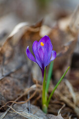 crocus flowers in the garden
