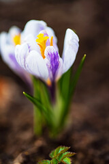 Obraz premium crocus flowers in the garden
