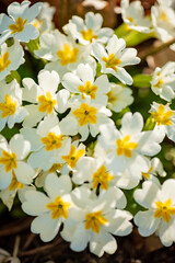 white primrose in the garden