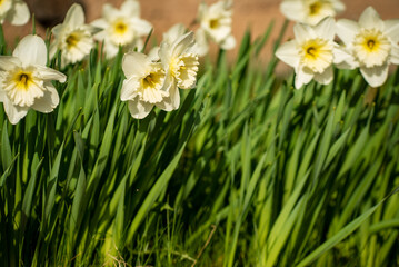 Fototapeta premium white narcissus in the garden