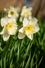 white narcissus in the garden