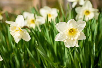 white narcissus in the garden