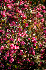 Weigela plant in the garden