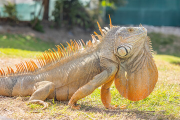 Iguana