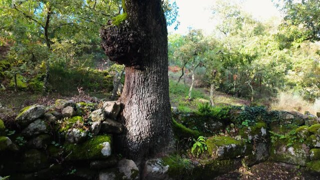 Ancient stone fountain with water, surrounded by greenery in Santa Mari&ntilde;a de Augas Santas, Allariz