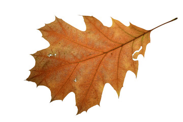 autumn leaf