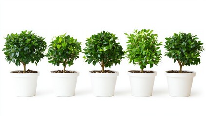 Fototapeta premium Row of Potted Plants