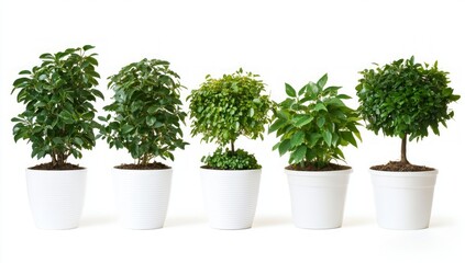 Fototapeta premium Five Potted Plants in White Pots