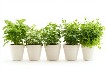 Fototapeta premium Fresh Herbs in Pots