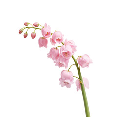 Delicate Pink Orchid Flower on a Vertical Stem Displaying Elegance