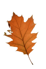 autumn leaf