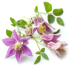 Fototapeta premium Aquilegia blooms on white