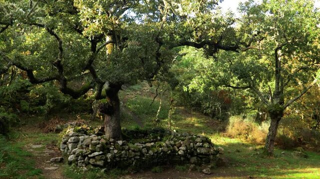 Old oak tree in Santa Mari&ntilde;a de Augas Santas, a historic natural area in Allariz, Galicia, Spain