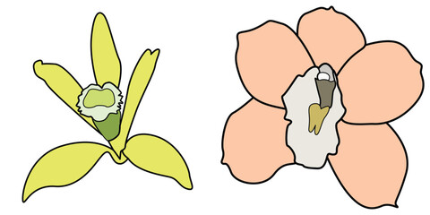 Set of Vanilla flower - Vanills flower vector full color illustration.