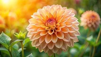 A delicate peach dahlia blossom with a soft, pastel hue, bathed in the golden glow of the setting sun, with the background blurred to emphasize its beauty