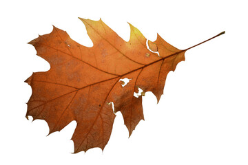autumn leaf