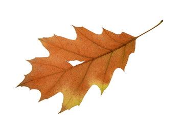 autumn leaf