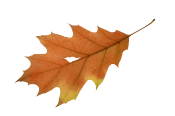 autumn leaf