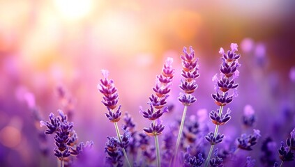 Lavender Field at Sunset