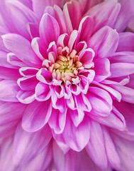 Background of close up macro view of one chrysanthemum flower blooming with white bright pink purple petals with yellow center used as decorative plant in gardening or as holiday greeting gift