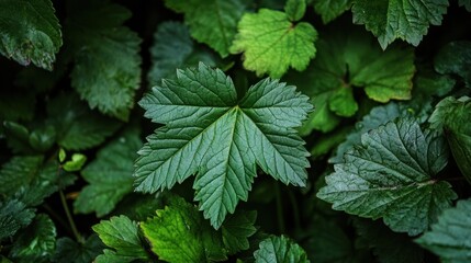 Close-up of dark green leaves with detailed textures in a forest setting. Nature and botanical concept.